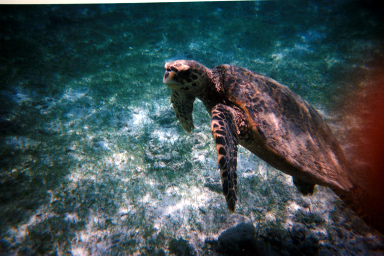 Caretta caretta